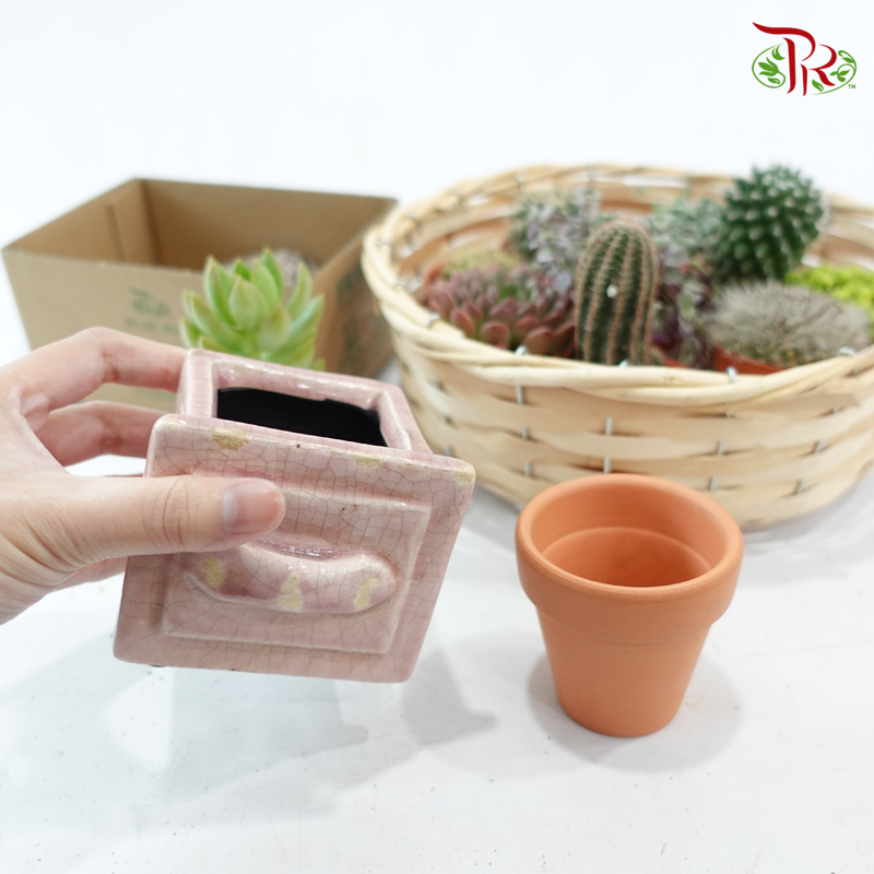 Mystery Plant Box (Mini P55)