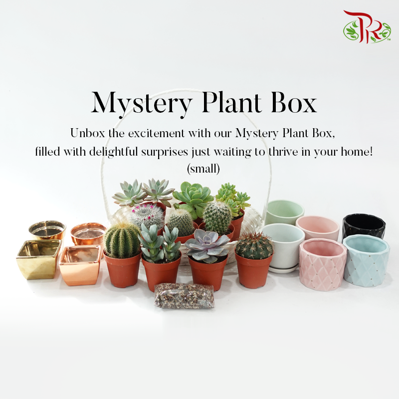 mystery house plant box Mystery Plant Box (Mini P55) – Pudu Ria Florist