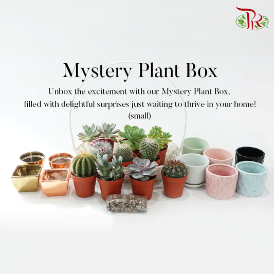 Mystery Plant Box (small)