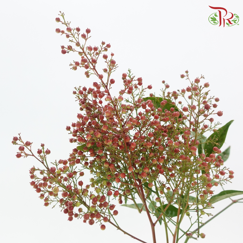 Nandina Domestica Berry - (Per Bunch)-China-prflorist.com.my