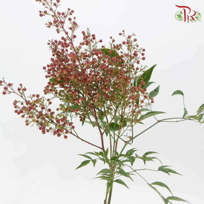 Nandina Domestica Berry - (Per Bunch)-China-prflorist.com.my