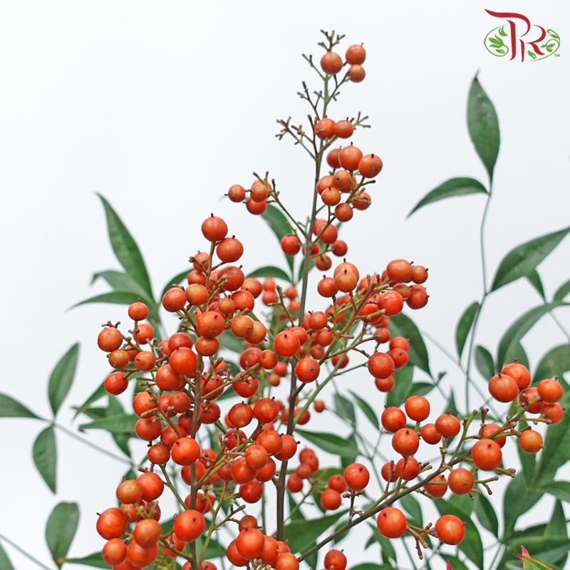 Nandina Domestica Berry - (Per Bunch)-China-prflorist.com.my