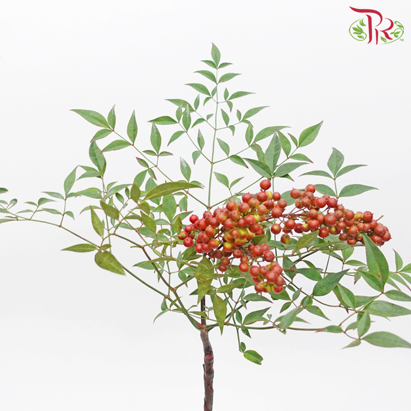 Nandina Domestica Berry - (Per Bunch)-China-prflorist.com.my