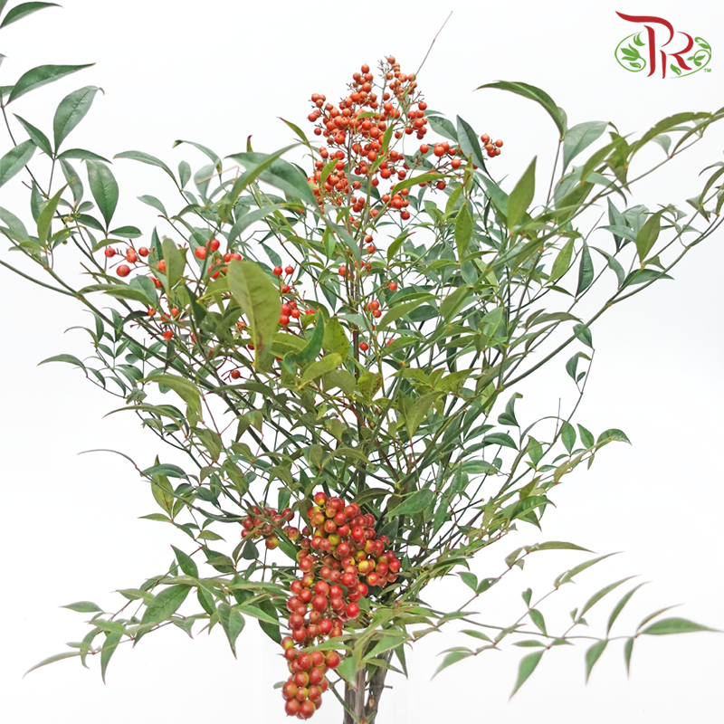 Nandina Domestica Berry - (Per Bunch)-China-prflorist.com.my