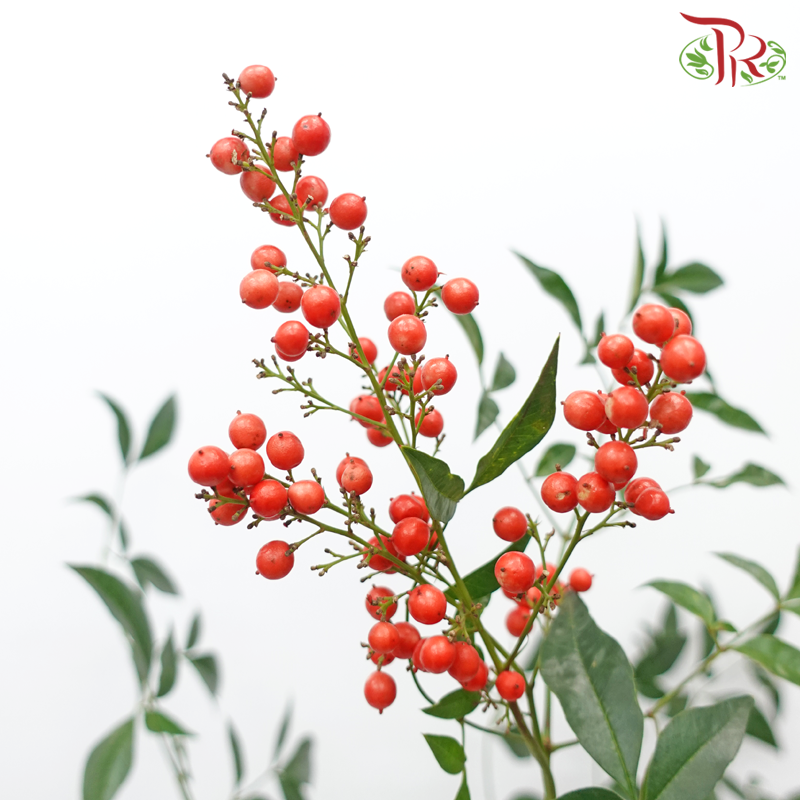 Nandina Domestica Berry - (Per Bunch)-China-prflorist.com.my