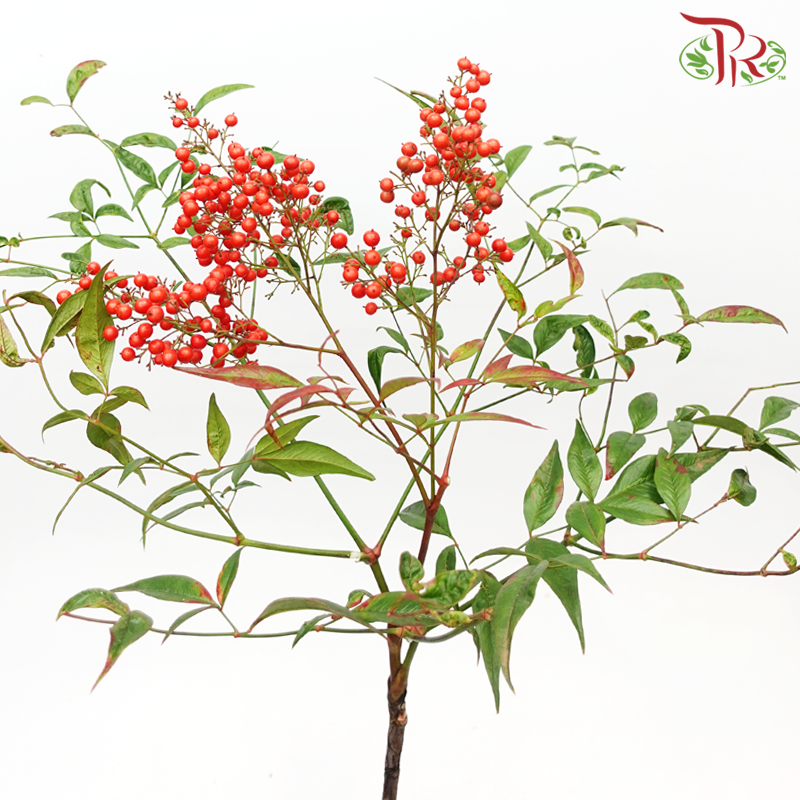 Nandina Domestica Berry - (Per Bunch)-China-prflorist.com.my