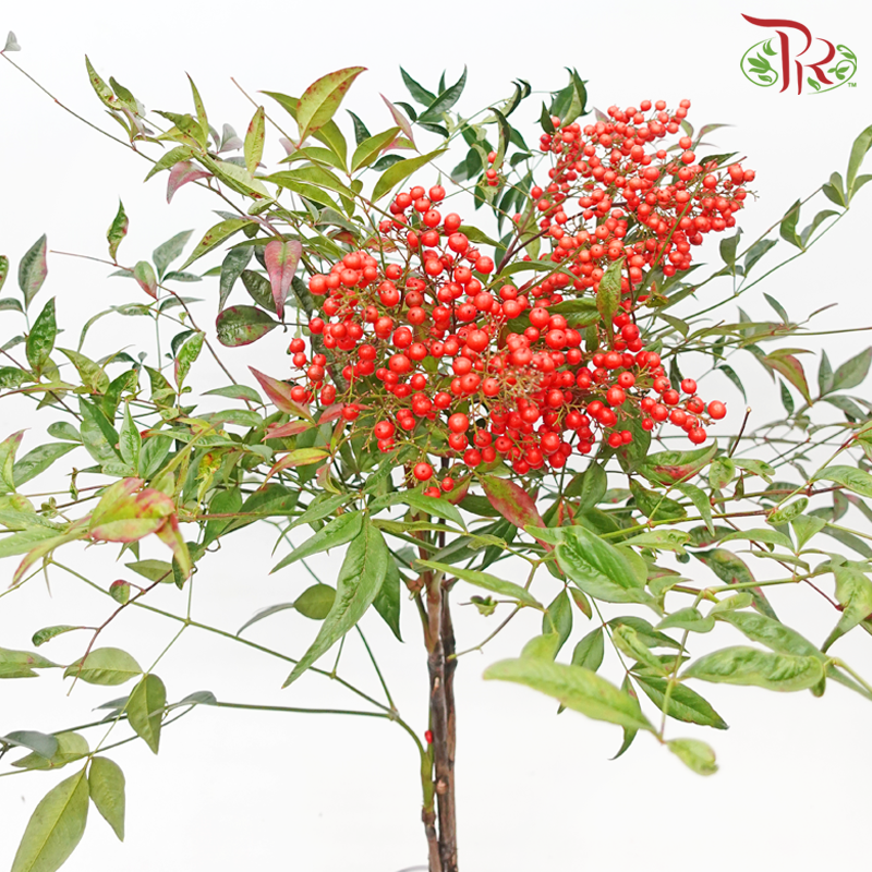 Nandina Domestica Berry - (Per Bunch)-China-prflorist.com.my