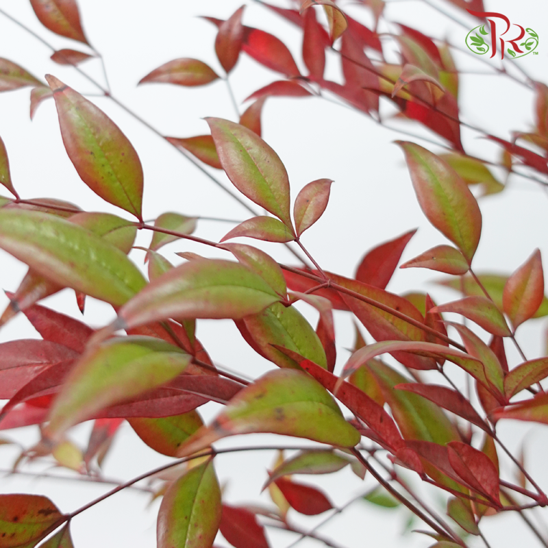 Nandina Domestica Leaf - (Per Bunch)-China-prflorist.com.my