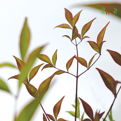 Nandina Domestica Leaf - (Per Bunch)-China-prflorist.com.my