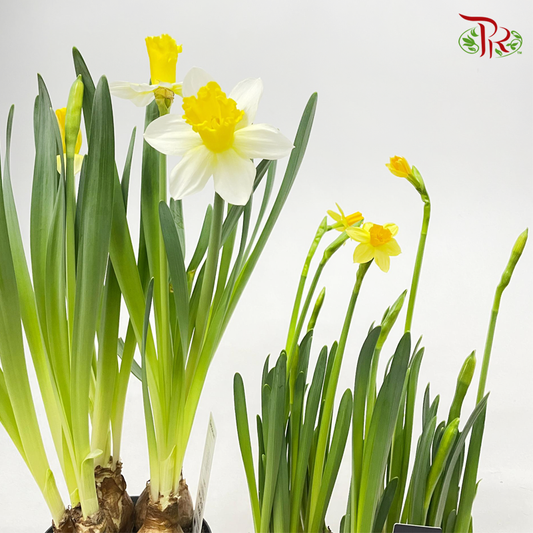 Narcissus 《水仙》17cm Pot Diameter