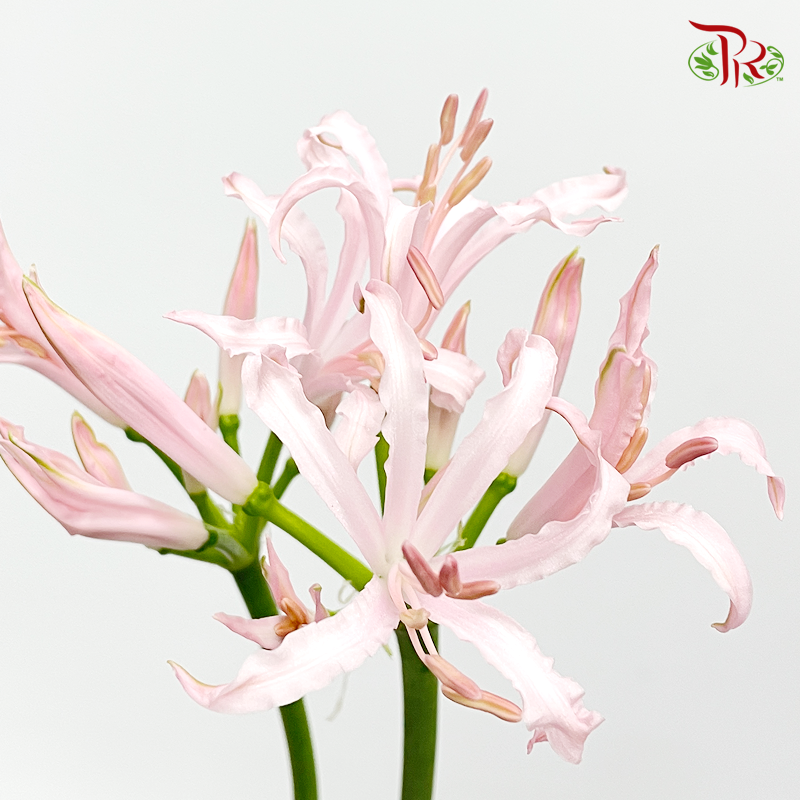 Nerine - Light Pink (2 Stems)-Pink-Netherland-prflorist.com.my