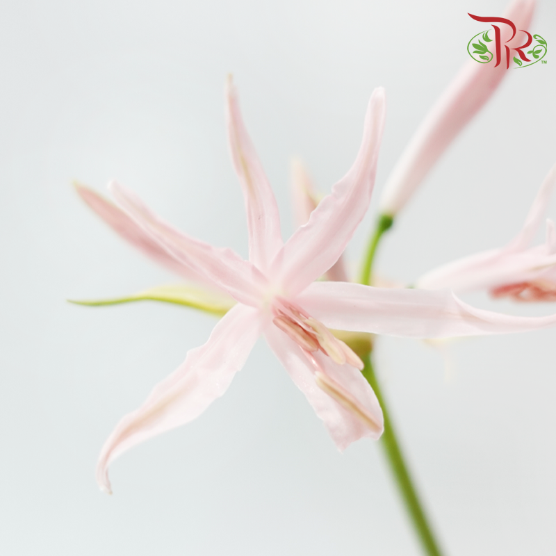 Nerine - Light Pink (2 Stems)-Pink-Netherland-prflorist.com.my
