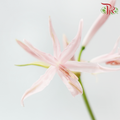 Nerine - Light Pink (2 Stems)-Pink-Netherland-prflorist.com.my