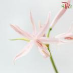 Nerine - Light Pink (2 Stems)-Pink-Netherland-prflorist.com.my