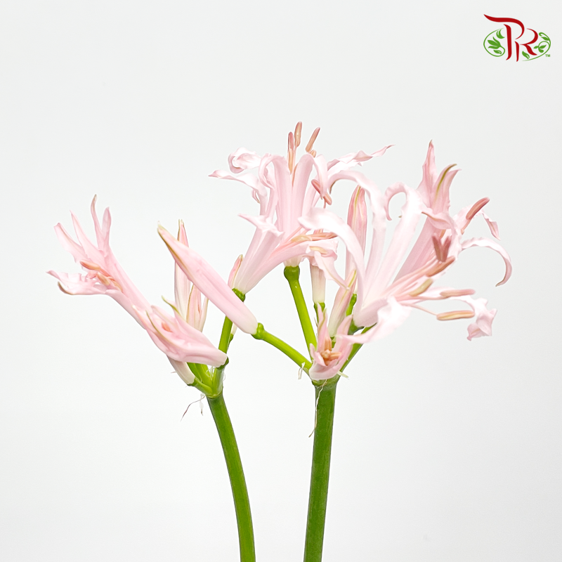 Nerine - Light Pink (2 Stems)-Pink-Netherland-prflorist.com.my