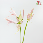 Nerine - Light Pink (2 Stems)-Pink-Netherland-prflorist.com.my