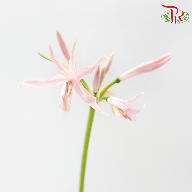Nerine - Light Pink (2 Stems)-Pink-Netherland-prflorist.com.my