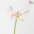 Nerine - Light Pink (2 Stems)-Pink-Netherland-prflorist.com.my