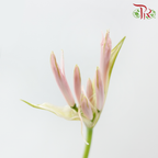 Nerine - Light Pink (2 Stems)-Pink-Netherland-prflorist.com.my