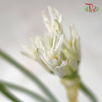 Nerine - White (2 Stems)-White-Netherland-prflorist.com.my