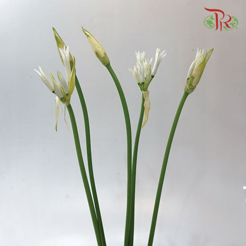 Nerine - White (2 Stems)-White-Netherland-prflorist.com.my