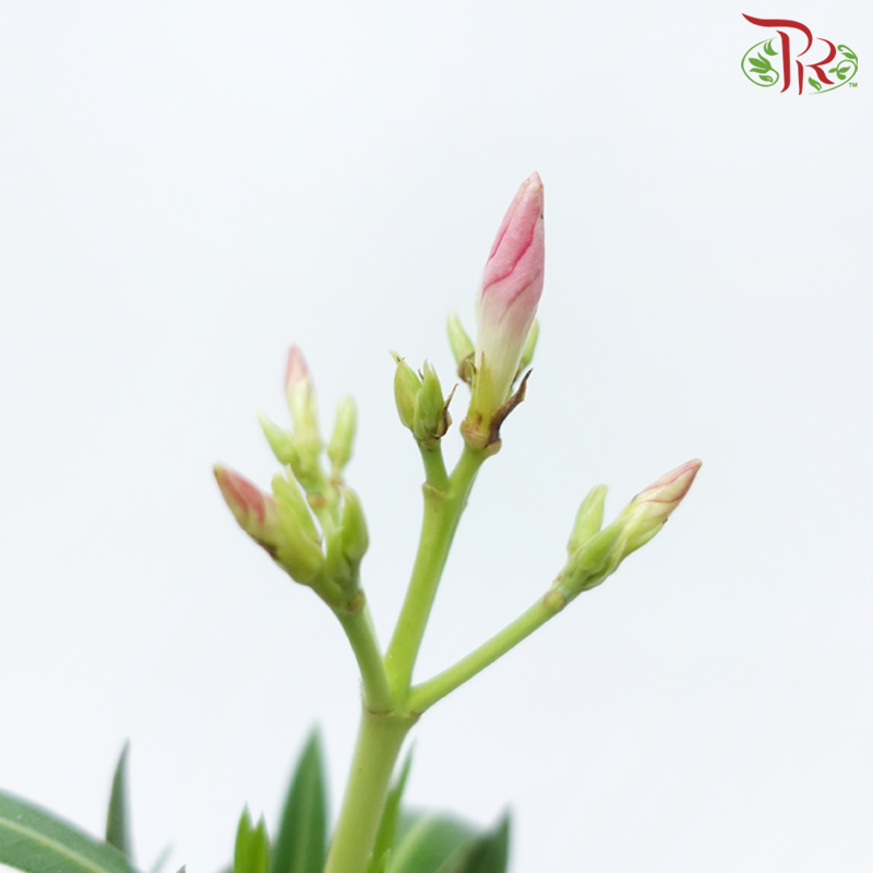 Nerium Oleander《夹竹桃》(Random Choose Colours)-Pudu Ria Florist-prflorist.com.my