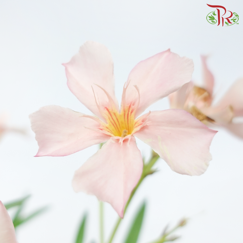 Nerium Oleander《夹竹桃》(Random Choose Colours)-Pudu Ria Florist-prflorist.com.my
