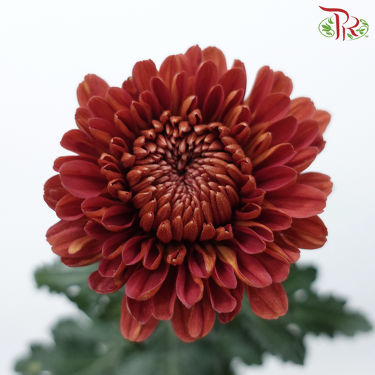 Net Mum Chrysanthemum - PIP Red (12 Stems)-Bronze Red-Malaysia-prflorist.com.my