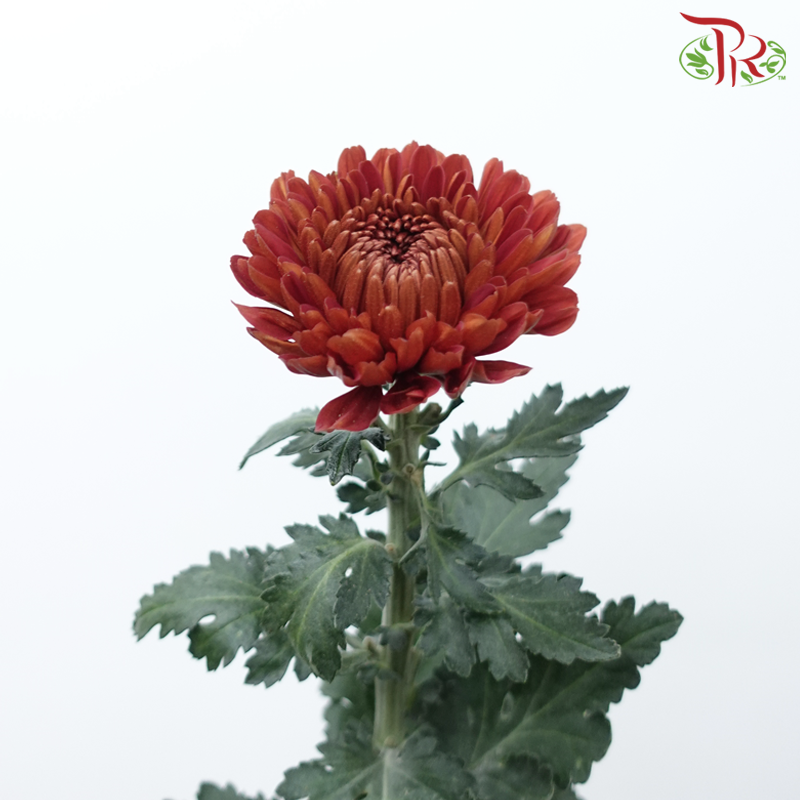 Net Mum Chrysanthemum - PIP Red (12 Stems)-Bronze Red-Malaysia-prflorist.com.my