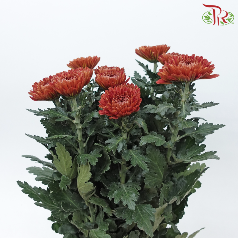 Net Mum Chrysanthemum - PIP Red (12 Stems)-Bronze Red-Malaysia-prflorist.com.my