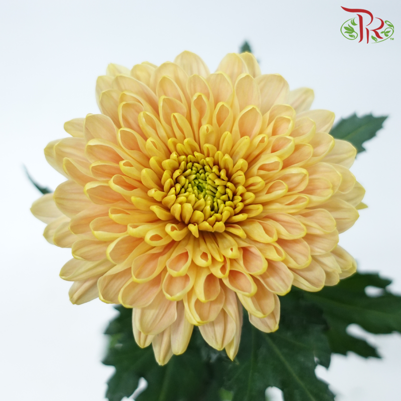 Net Mum Chrysanthemum - Rossano Salmon (12 Stems)-Yellow-Malaysia-prflorist.com.my