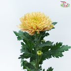 Net Mum Chrysanthemum - Rossano Salmon (12 Stems)-Yellow-Malaysia-prflorist.com.my