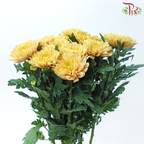 Net Mum Chrysanthemum - Rossano Salmon (12 Stems)-Yellow-Malaysia-prflorist.com.my