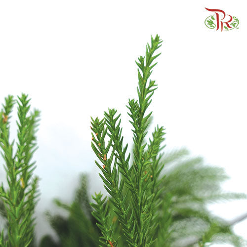 New Asparagus Fern - Per Bunch-China-prflorist.com.my