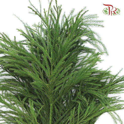 New Asparagus Fern - Per Bunch-China-prflorist.com.my