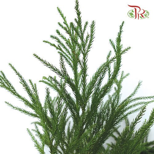 New Asparagus Fern - Per Bunch-China-prflorist.com.my