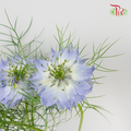 Nigella Blue - Per Bunch-Blue-China-prflorist.com.my