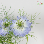 Nigella Blue - Per Bunch-Blue-China-prflorist.com.my