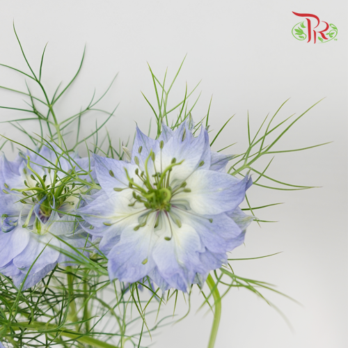 Nigella Blue - Per Bunch-Blue-China-prflorist.com.my