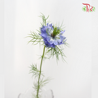 Nigella Blue - Per Bunch-Blue-China-prflorist.com.my