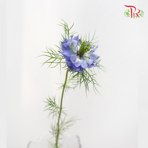 Nigella Blue - Per Bunch-Blue-China-prflorist.com.my