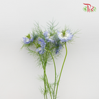 Nigella Blue - Per Bunch-Blue-China-prflorist.com.my