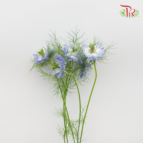 Nigella Blue - Per Bunch-Blue-China-prflorist.com.my