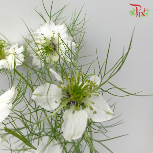 Nigella White - Per Bunch-China-prflorist.com.my