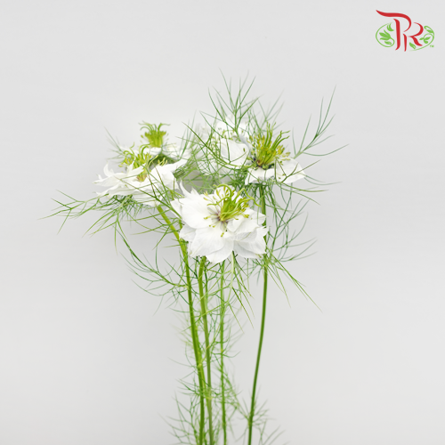 Nigella White - Per Bunch-China-prflorist.com.my