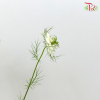 Nigella White - Per Bunch-China-prflorist.com.my