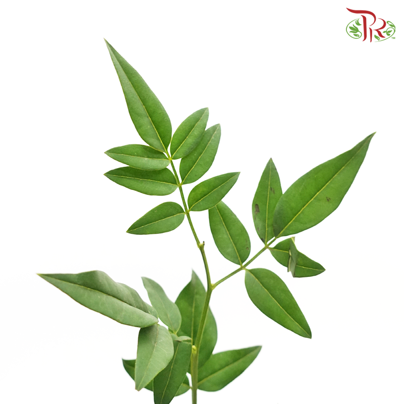 Nine Star Leaf (Per Bunch)-China-prflorist.com.my