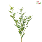 Nine Star Leaf (Per Bunch)-China-prflorist.com.my