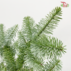 Nobilis Abies- Per Stem (S/M/L/XL)-Netherland-prflorist.com.my