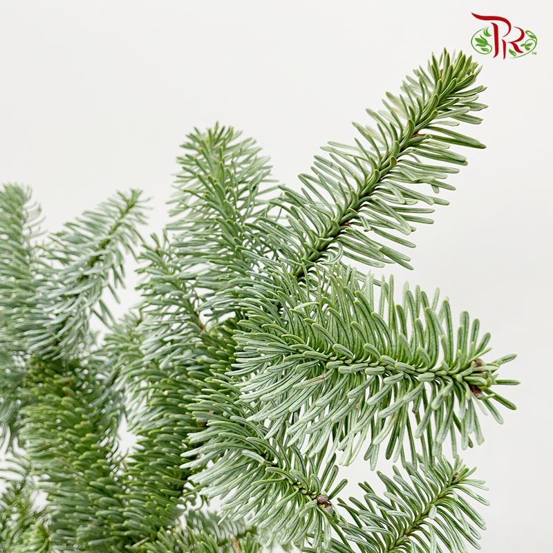 Nobilis Abies- Per Stem (S/M/L/XL)-Netherland-prflorist.com.my